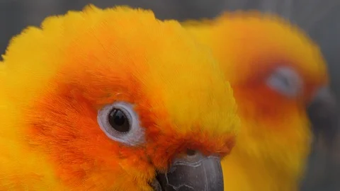 Close up of sun parakeet 스톡 동영상 124027223
