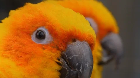 Close up of sun parakeet 库存影片 124027516