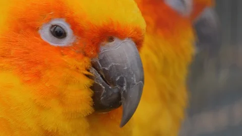 Close up of sun parakeet 스톡 동영상 124028301