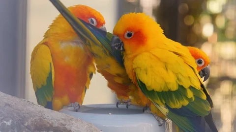 Close up of sun parakeet Stock Footage 124444267