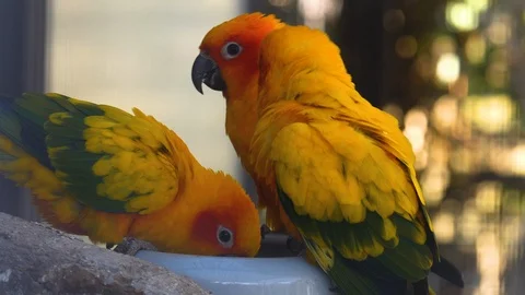 Close up of sun parakeet Stock Footage 124444506