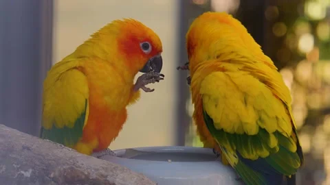 Close up of sun parakeet  Stock Footage 145261605