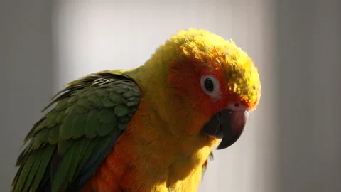 Close-up of Sun Parakeet or Sun Conure Bird Backlit 스톡 동영상 223278335