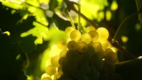 Close up of sun rays shining through vine grapes, in a italian vineyard, on a Stock Footage 345070499