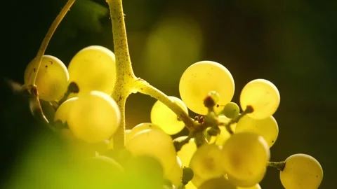 Close up of sun rays shining through vine grapes, in a italian vineyard, on a Stock Footage 345070796