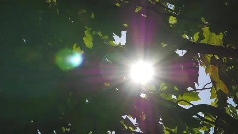 Close-up of sun rays through the leaves of a tree Vídeos de archivo 130265336