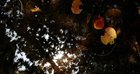 Close up sun reflection in water with autumn foliage. Costa Rica national park. Stock Footage 154709855