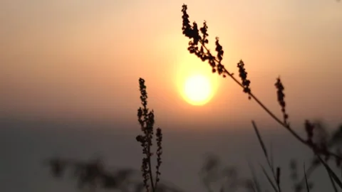 Close up Sun setting into the sea on evening. Beautiful golden sunset into grass Stock Footage 247508099