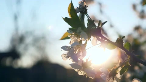 Close-up Sun Shines Through Cherry Blossom Flowers Sunset Sunshine Flares Rays Stock Footage 153707685