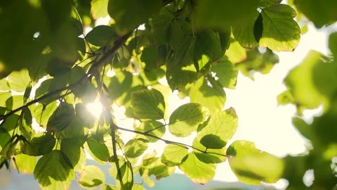 Close up. The sun shines through the leaves of the tree. Green leaf macro  Stock Footage 144747716