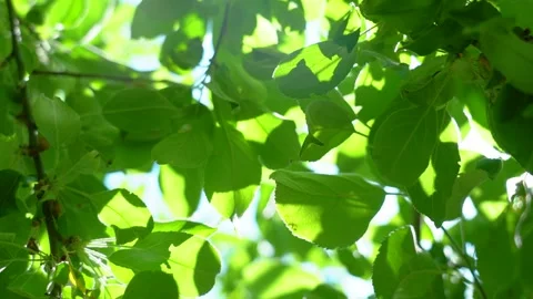 Close up. The sun shines through the leaves of the tree. Green leaf macro in Video stock 159145481