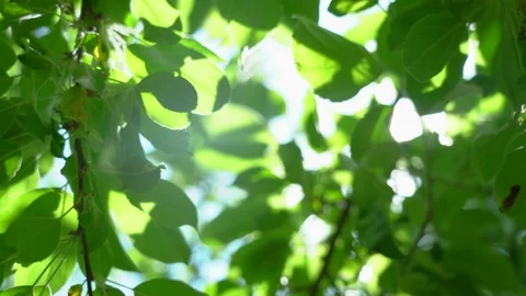 Close up. The sun shines through the leaves of the tree.  Stock Footage 159953130