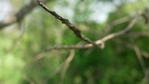 Close up. The sun shines through the leaves of the tree. Green leaf macro in Stock Footage 196101964