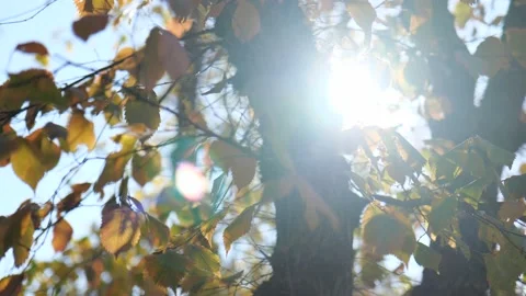 Close up. The sun shines through the leaves of the tree. Yellow leafs Stock Footage 221435958