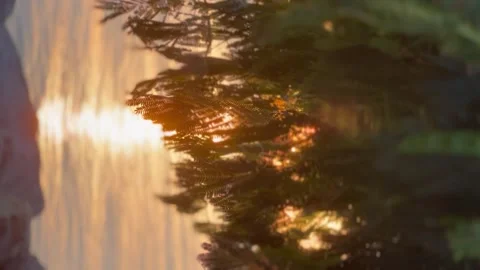 Close up. The sun shines through the leaves of the tree. Stock Footage 250166935