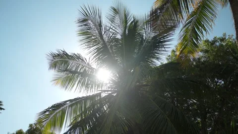 Close up. The sun shines through the leaves of the tree. Green leaf macro in Stock Footage 270735909