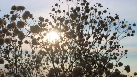 Close-up sun shines through white flowers Stock Footage 200909876