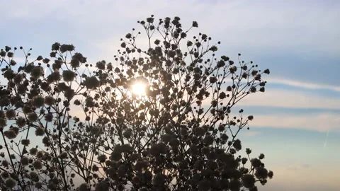 Close-up sun shines through white flowers. From top to bottom. Stock Footage 200909881