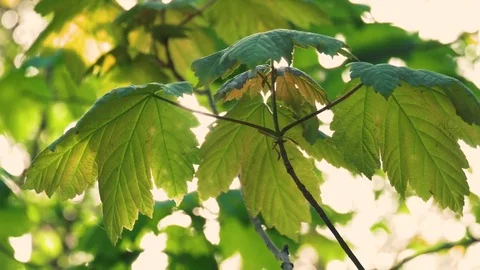 Close up of sun shining through swaying leaves Stock Footage 75525791
