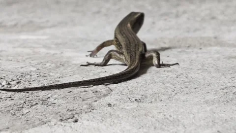 Close up of a sun skink lizard resting on concrete surface and running away Video stock 342587083