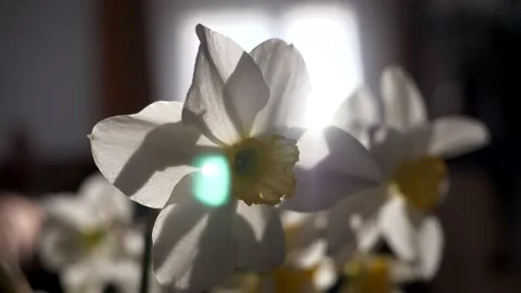 Close-up of a sunbeam breaking through the blossoming bud of a narcissus flower. Stock Footage 239261277
