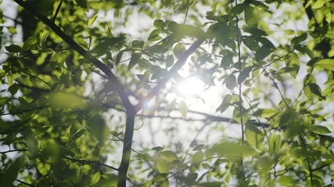 Close up Sunbeams shining through lush green leaves Stock Footage 91607710