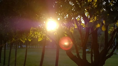 Close up Sunbeams shining through lush green leaves Видео 94439571