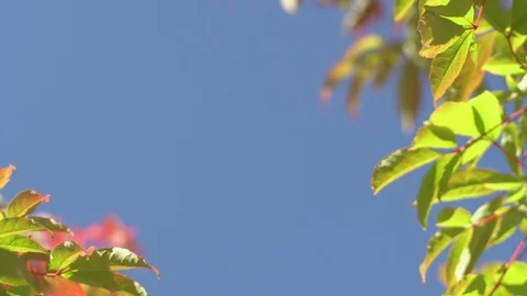 CLOSE UP: Sunbeams shining through lush green leaves on branches in tree Stock Footage 116726806
