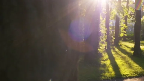 Close up Sunbeams shining through treesin a city park at sunset. Slow motion. Stock Footage 91607816