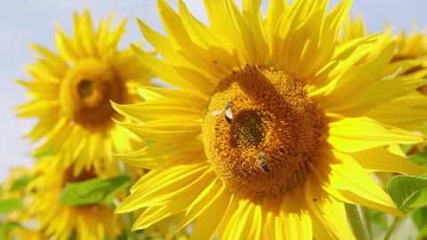 Close up on sunflower and bee. Sunflower oil agriculture. Stock Footage 140683483