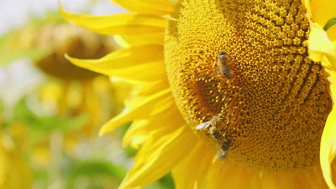 Close up on sunflower and bee. Yellow sunflower flower bloomed on a farm field. Stock Footage 140704839