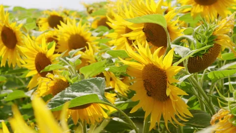Close up on sunflower and bee. Yellow sunflower flower bloomed on a farm field. Stock Footage 140737266