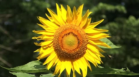 Close up of sunflower and bees Stock Footage 43425887