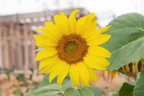 Close up of a sunflower background Stock Photos