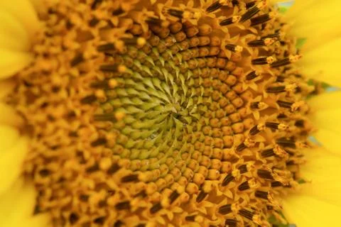 Close up of a sunflower background Stock Photos