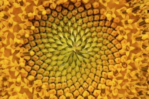 Close up of a sunflower background Stock Photos