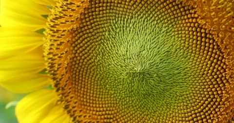 Close-up sunflower, beautiful patterns texture in nature Stock Footage 82987399
