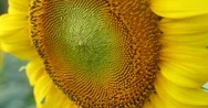 Close-Up Sunflower, Beautiful Patterns Texture In Nature Stock Footage