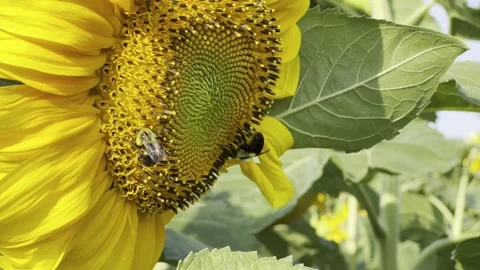 Close up sunflower with bee Stock Footage 261388373