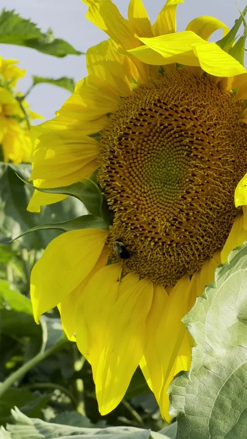 Close up sunflower with bee Stock Footage 264488547