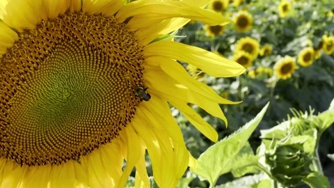Close up sunflower with bee Stock Footage 275348884