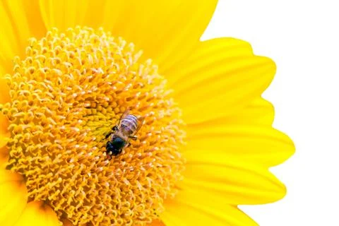 Close up of sunflower with bee isolate on white Stock Photos