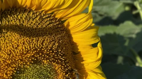 Close-Up of Sunflower with Bee in Moldova Stock Footage 313631857