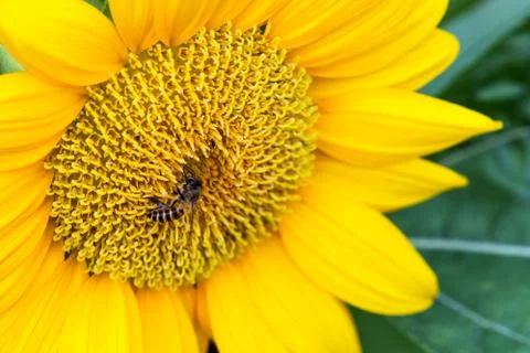 Close up of sunflower with bee Stock Photos