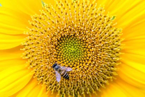 Close up of sunflower with bee Foto stock