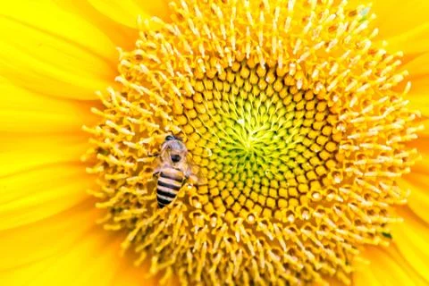 Close up of sunflower with bee Stock Photos