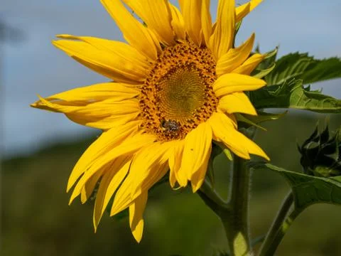 Close-up of sunflower with bee Stock Photos
