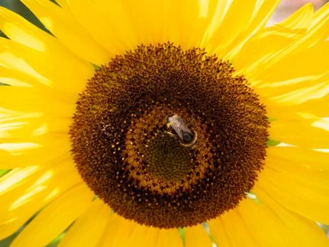 Close-up of A Sunflower With A Bee, Selected Focus Stock Photos