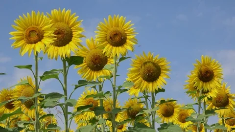 Close up of a sunflower with bees Stock Footage 85323802