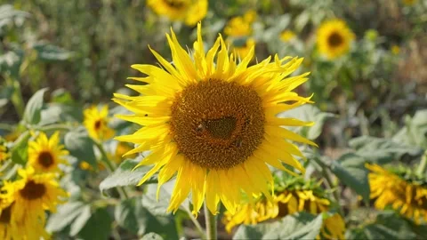 Close-up of a sunflower bloom with bees and butterflies in slow motion. The.. Video stock 288998063